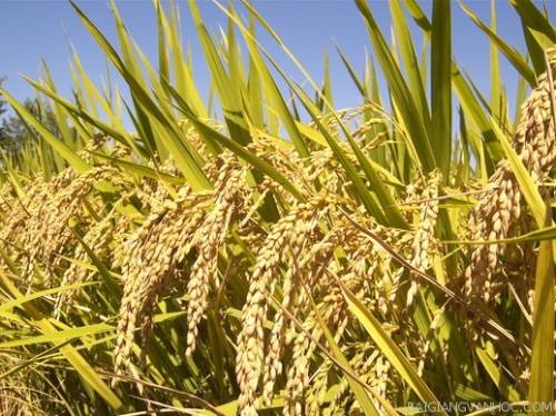 QUY TRÌNH KỸ THUẬT TRỒNG LÚA
