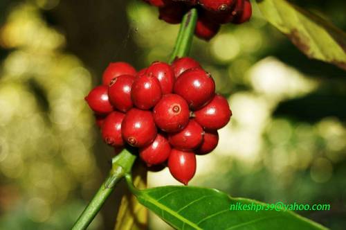 1 số cây công nghiệp