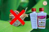 MỘT SỐ BIỆN PHÁP PHÒNG TRỪ ỐC BƯƠU VÀNG HẠI LÚA