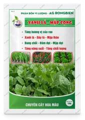 AG Rong Biển Xanh Lá – Mập Cọng